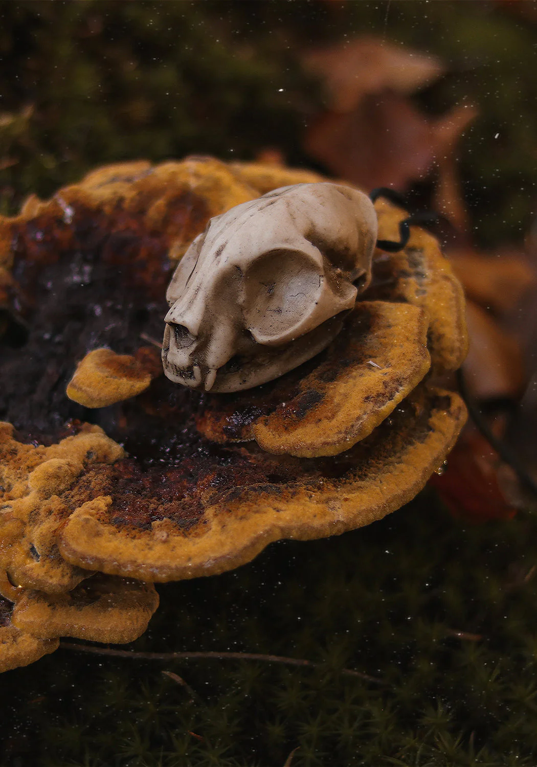 Cat Skull Offering - Image 2
